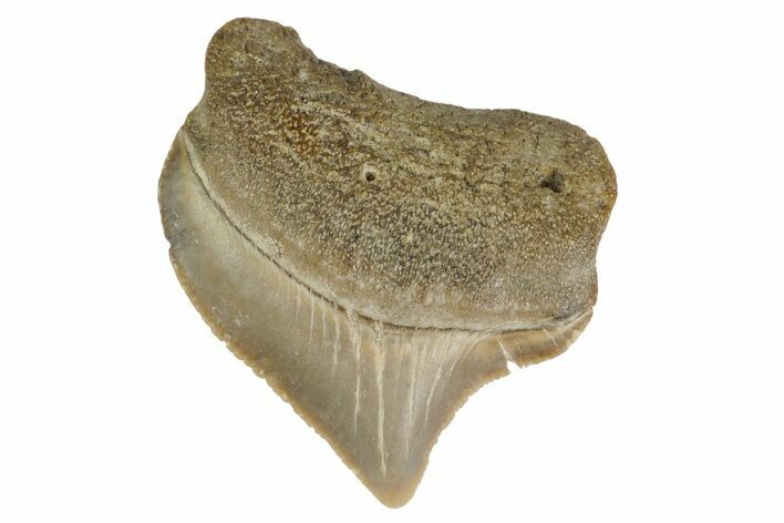 Fossil Crow Shark (Squalicorax) Tooth - Texas #164680